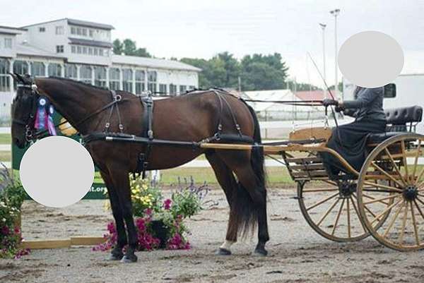 age-standardbred-horse