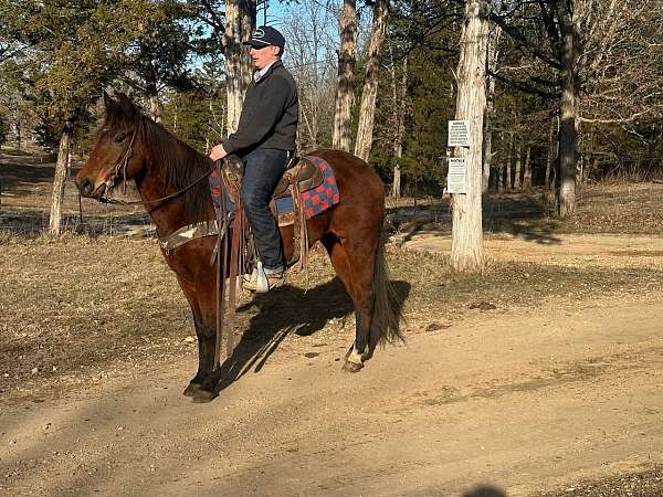 flashy-quarter-horse