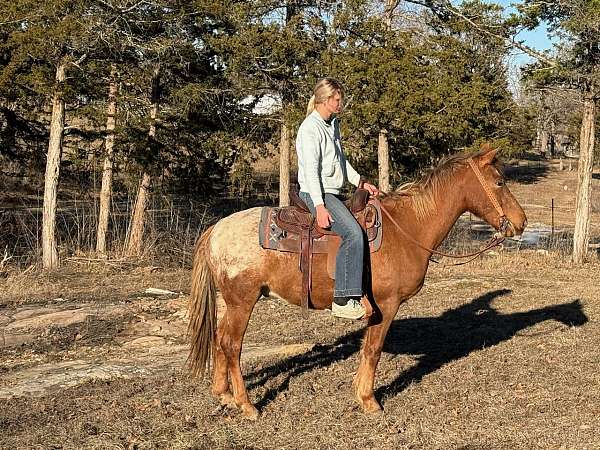 flashy-appaloosa-horse