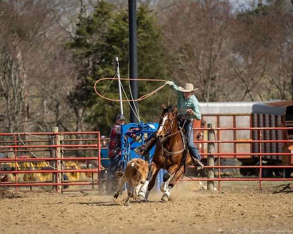 athletic-quarter-horse