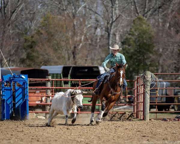 barrel-quarter-horse