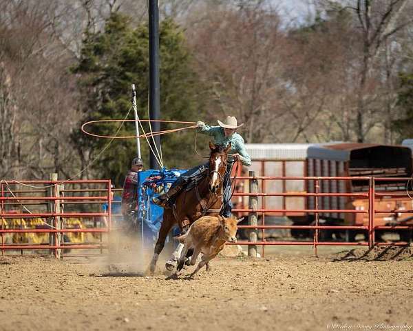 barrel-racing-quarter-horse