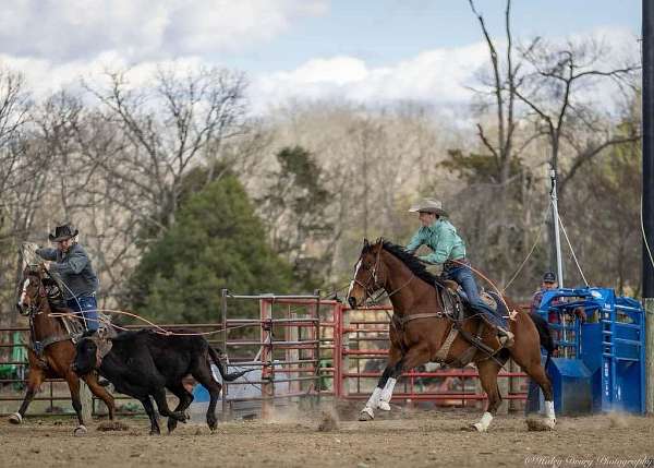 calf-roping-quarter-horse