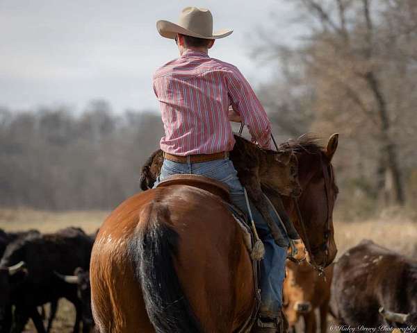 husband-safe-quarter-horse