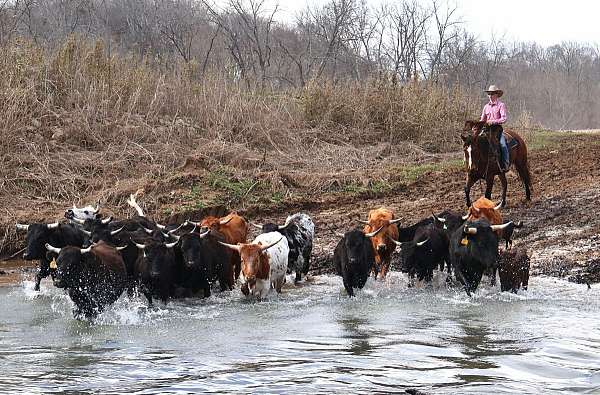 heading-quarter-horse