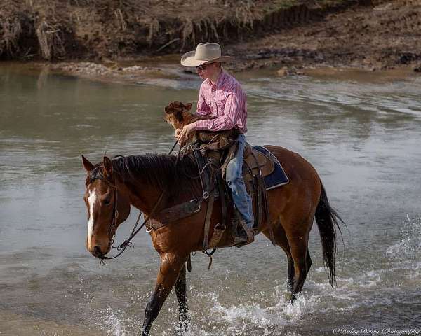 kid-safe-quarter-horse