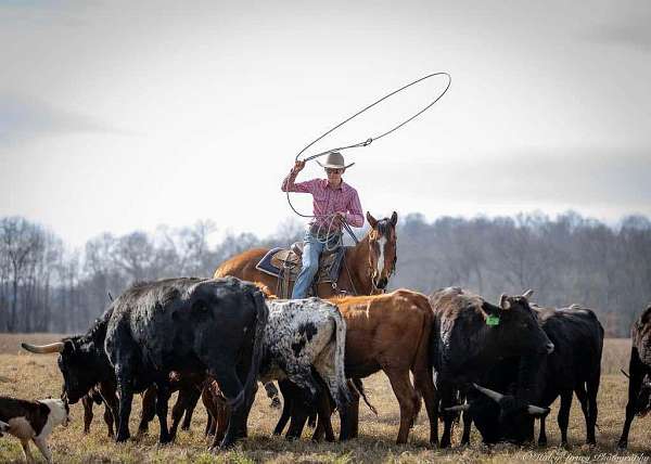 ranch-versatility-quarter-horse