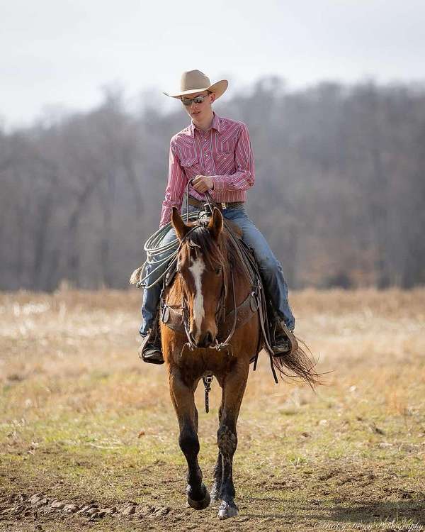 ranch-work-quarter-horse