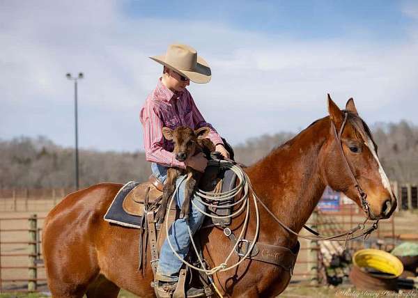 roping-quarter-horse