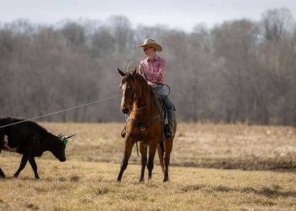 show-quarter-horse