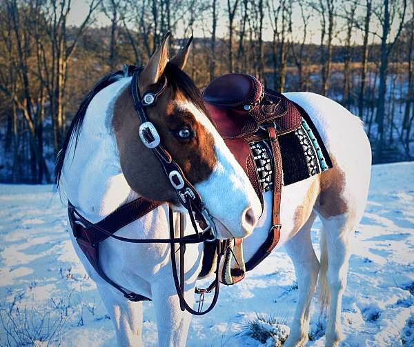 tobiano-dun-marking-horse