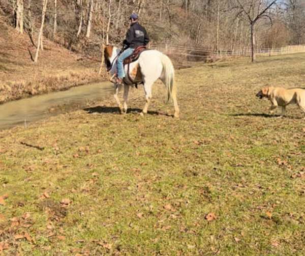 mid-ohio-draft-horse-sale-paint