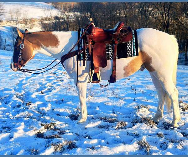 mount-hope-horse