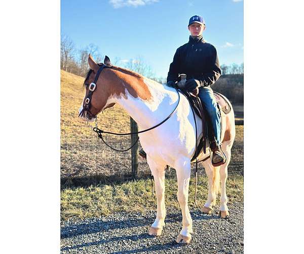 mid-ohio-draft-horse-sale