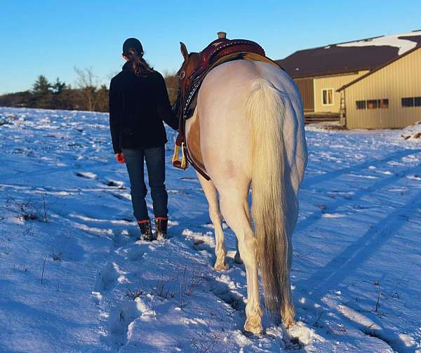 mid-ohio-gelding