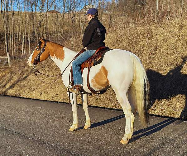 mid-ohio-draft-horse-sale-gelding