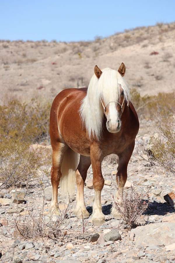 athletic-haflinger-pony