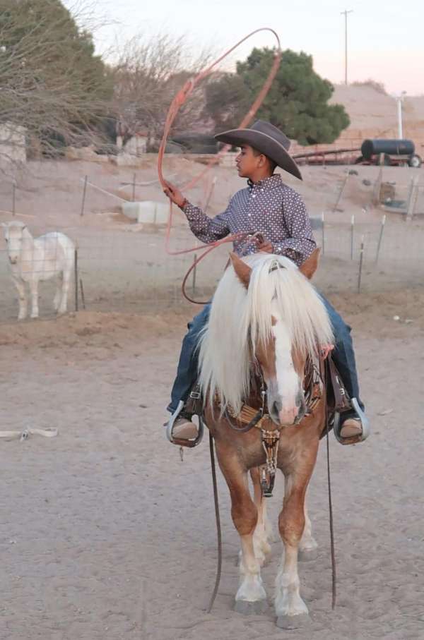 parade-haflinger-pony