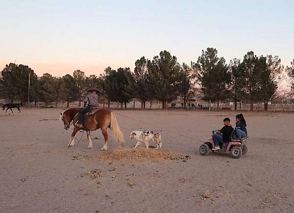 ranch-work-haflinger-pony