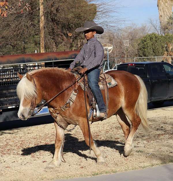 show-haflinger-pony