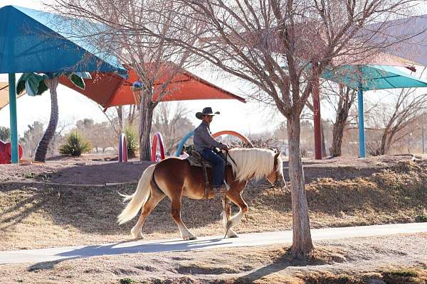 trail-riding-haflinger-pony