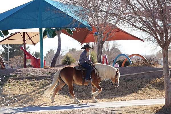 western-riding-haflinger-pony