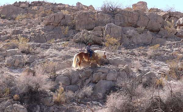 working-cattle-haflinger-pony