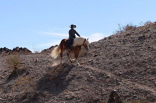 youth-haflinger-pony