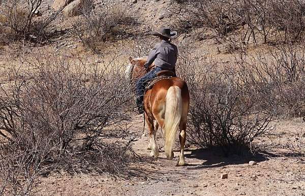 sorrel-all-around-pony