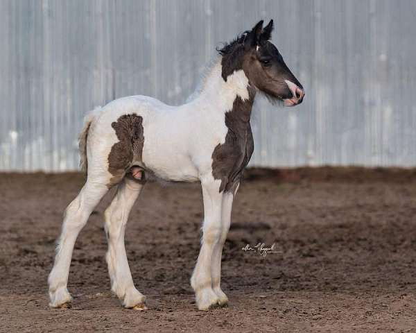 sabino-halter-working-horse