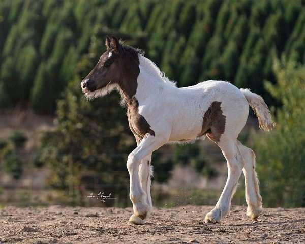 halter-working-colt-mare