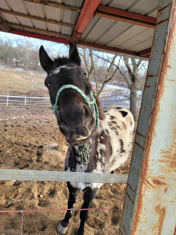 grade-gelding-appaloosa-horse