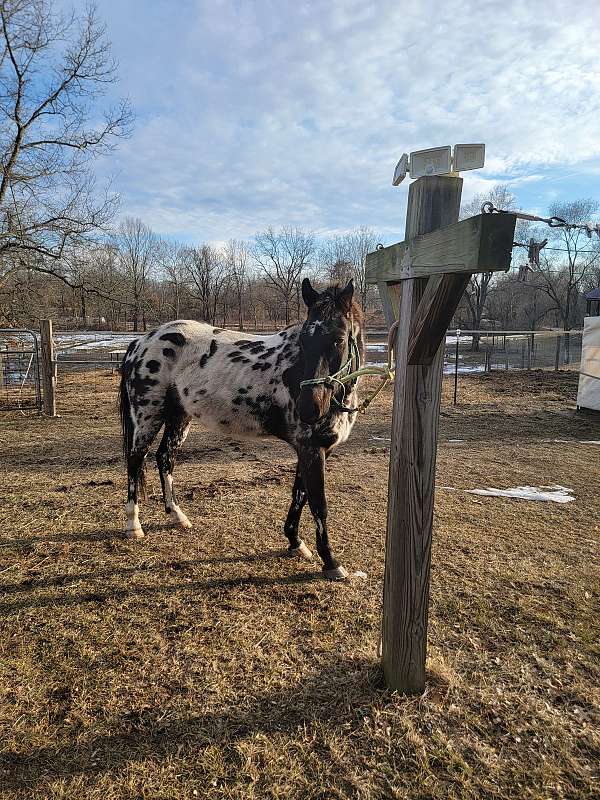 heads-appaloosa-horse