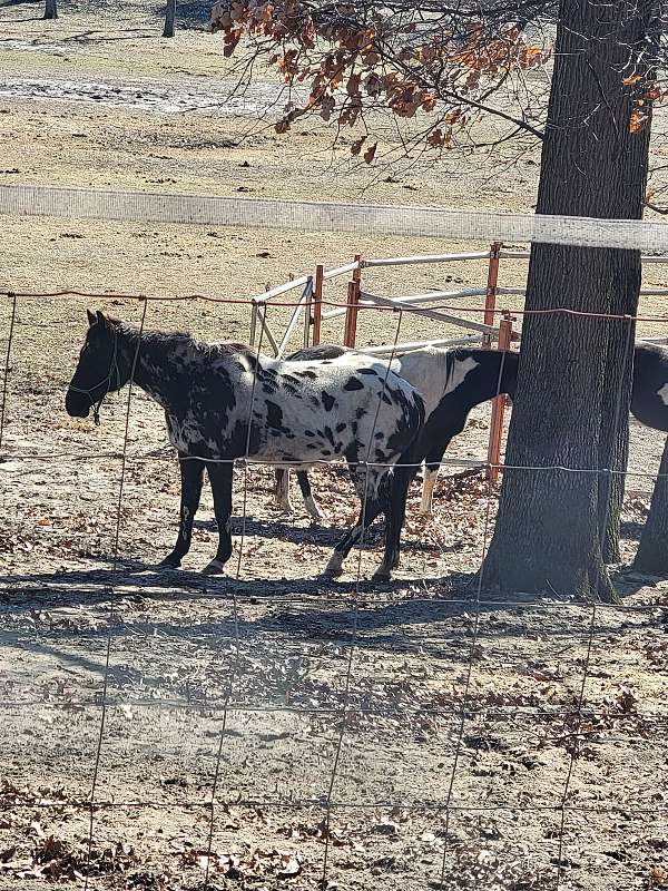 turns-heads-appaloosa-horse