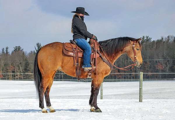 flashy-quarter-horse