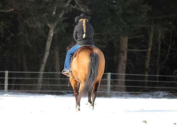 athletic-quarter-horse