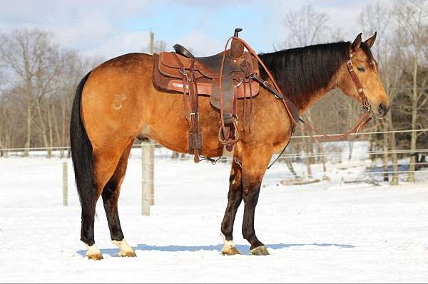 husband-safe-quarter-horse