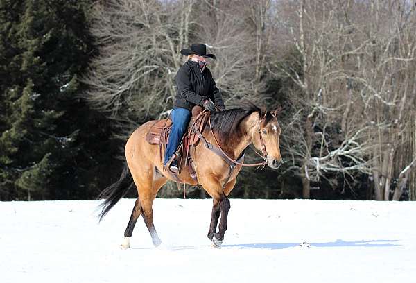 ranch-versatility-quarter-horse