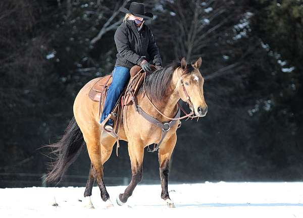 ranch-work-quarter-horse