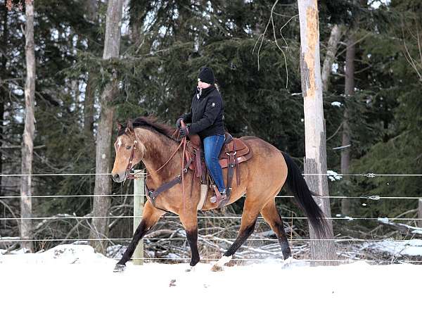 roping-quarter-horse