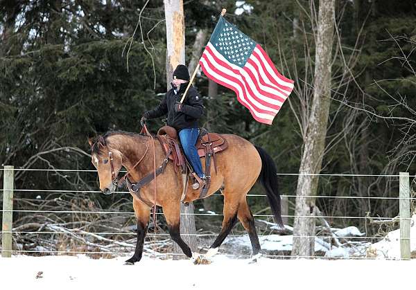 show-quarter-horse