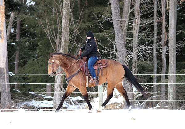 western-riding-quarter-horse