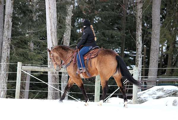 working-cattle-quarter-horse