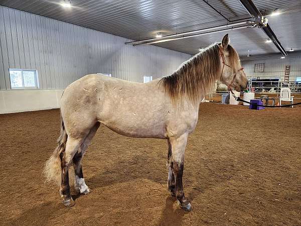 breeding-rocky-mountain-horse