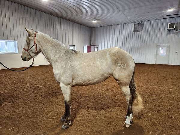 dappled-rocky-mountain-horse