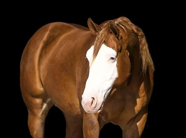 athletic-quarter-horse