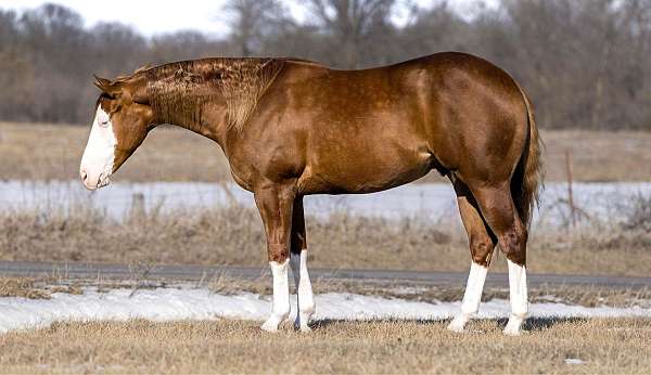 calf-roping-quarter-horse