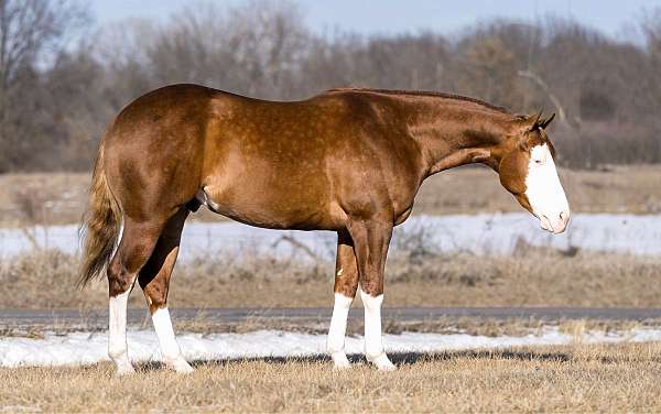 dressage-quarter-horse