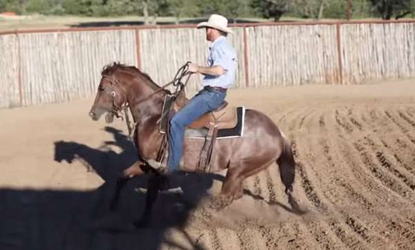 calf-roping-quarter-horse