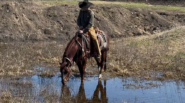 cutting-prospect-quarter-horse